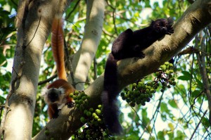 Madagascar Ecotourism: black lemur