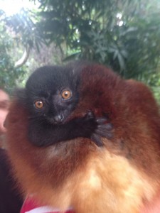 madagascar ecotourism: baby black lemur - Volunteer Abroad