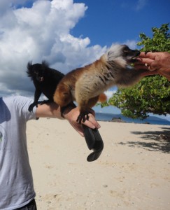 Madagascar Ecotourism: gap year volunteering with black lemurs