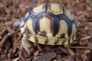 baby ploughshare - tortoise conservation