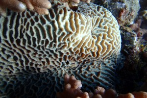 Madagascar Volunteer - Coral Reefs