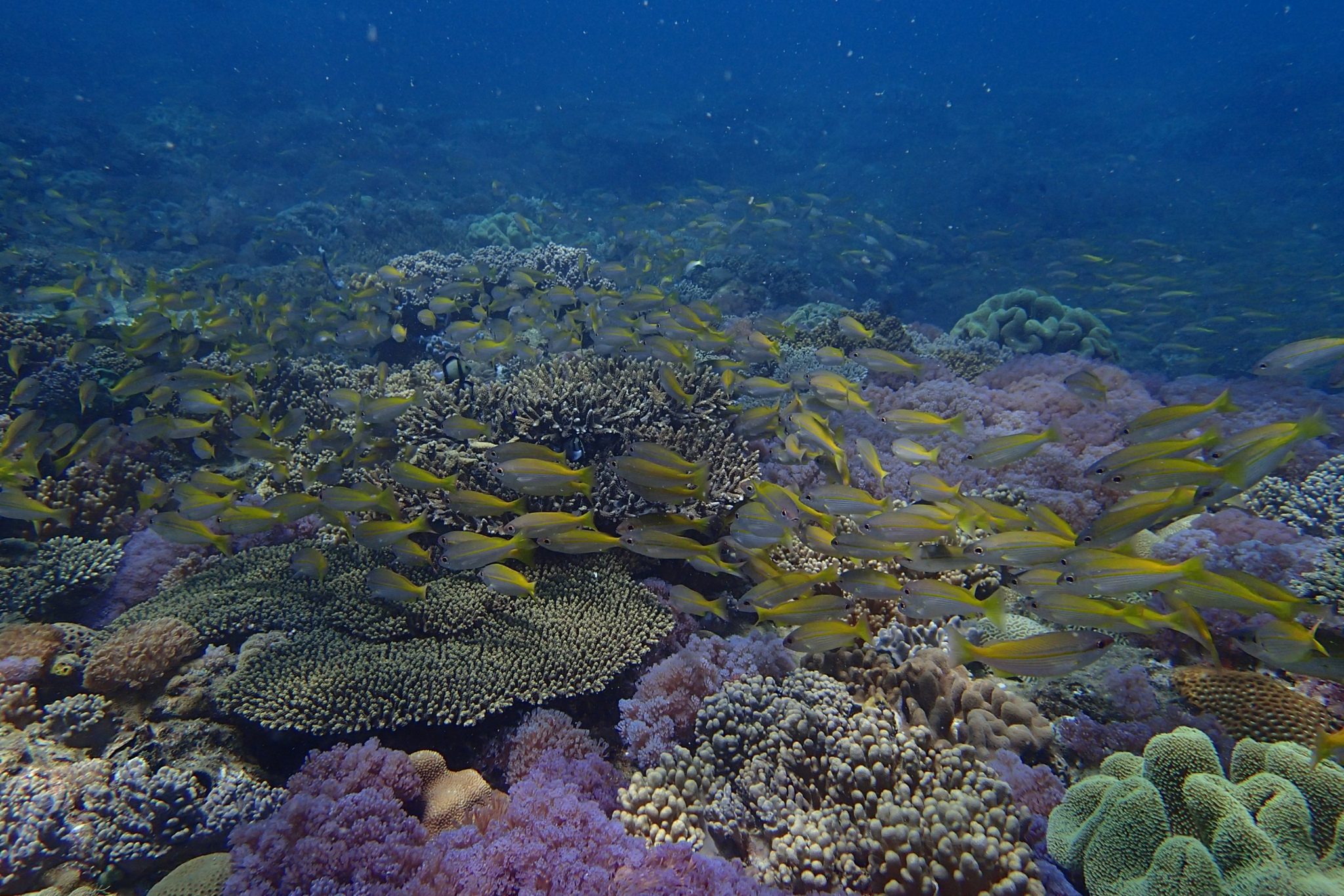 Artifical Coral Reefs at Turtle Cove
