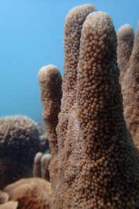 Madagascar Volunteer - Coral Reef