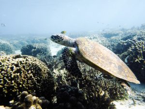 Madagascar volunteers turtle survey