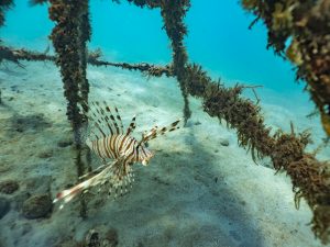 Madagascar Volunteer - Artificial Reef Project Update